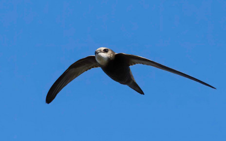 Common swifts can fly more than 800 kilometres a day during migration