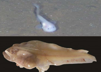 Deep-sea snailfish repairs its DNA to survive 7 km below the surface