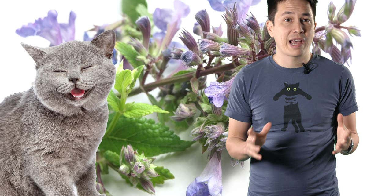 Science with Sam: Why do cats go crazy for catnip?