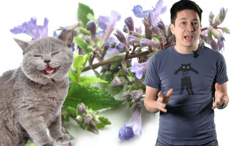 Science with Sam: Why do cats go crazy for catnip?