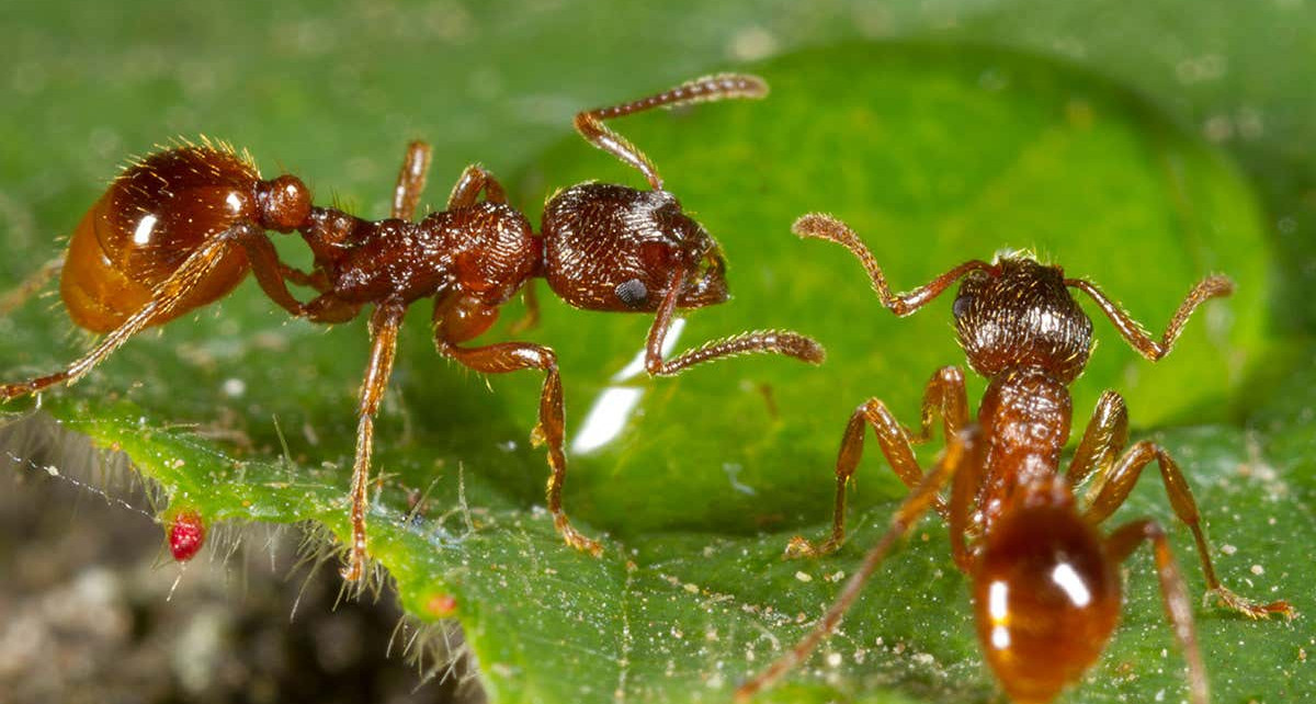 Spiders avoid surfaces that have previously been covered with ants