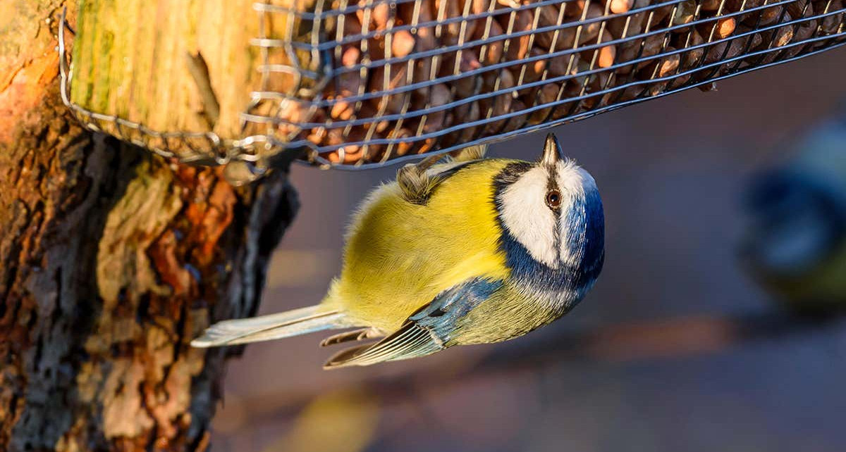 Scottish blue tits mostly survive on food from garden bird feeders