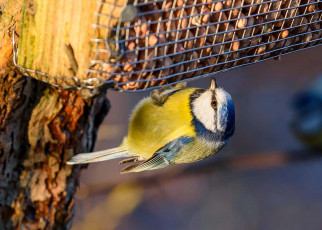 Scottish blue tits mostly survive on food from garden bird feeders