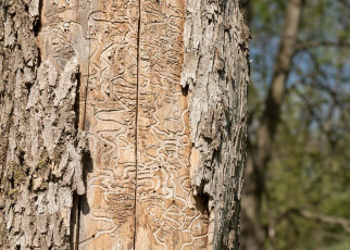 Many US cities will lose nearly all ash trees by 2060