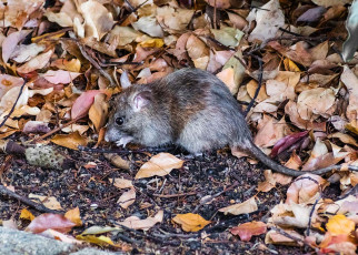 Female mice that lose a male partner are wary of taking a new one