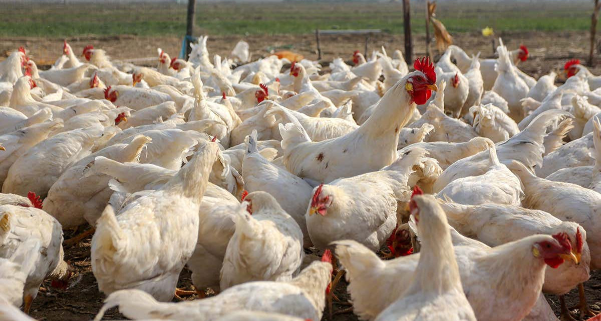 First human case of H10N3 bird flu strain reported in China
