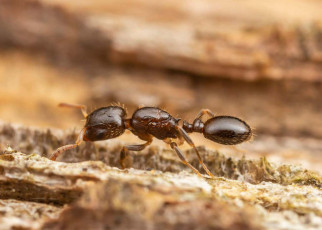 Parasitic ants keep evolving to lose their smell and taste genes