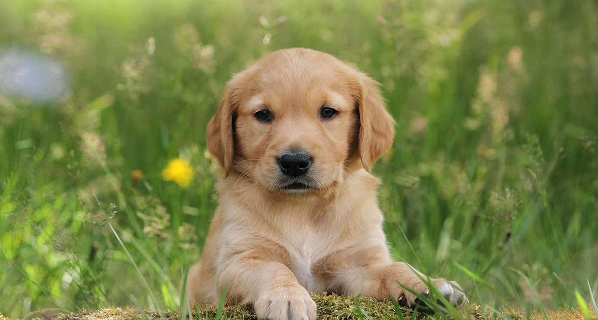 Puppies are born with the genetic ability to understand humans