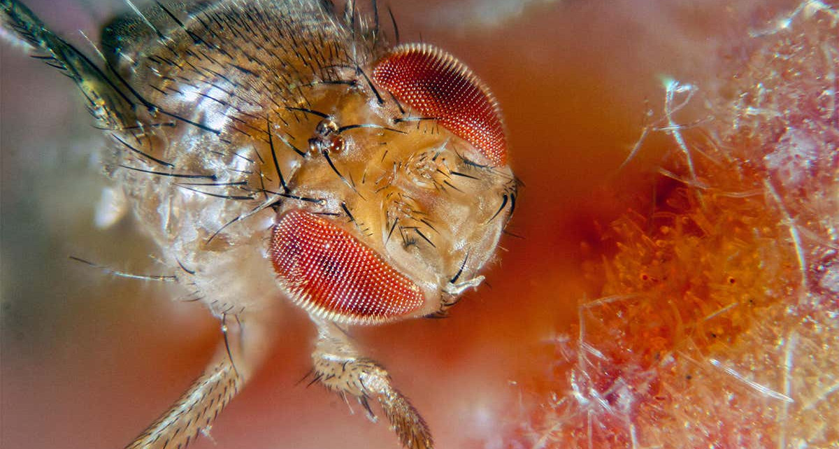 ‘Hangry’ male fruit flies attack each other if they go without food