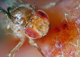 ‘Hangry’ male fruit flies attack each other if they go without food