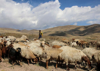 Goats were first domesticated in western Iran 10,000 years ago