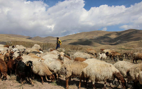 Goats were first domesticated in western Iran 10,000 years ago