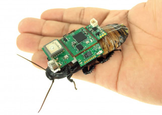 Cyborg cockroach with camera ‘backpack’ can be steered remotely