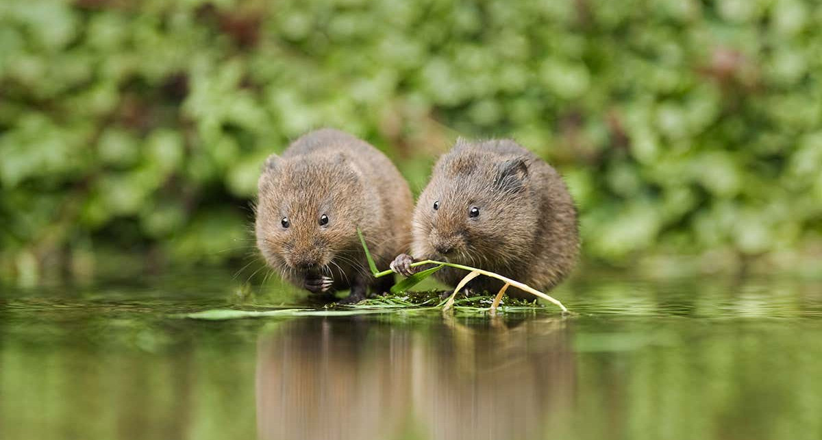 Water voles released in Yorkshire in boost to endangered species