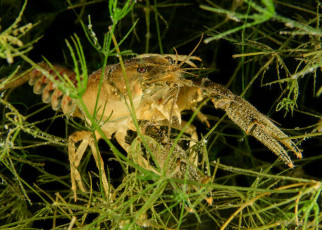 Antidepressants leaking into waterways could make crayfish bolder