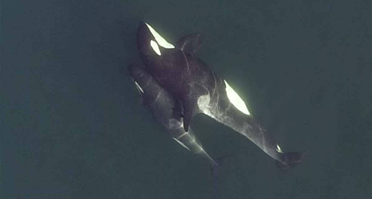Complex social lives of orcas revealed by drone observations