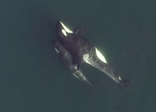 Complex social lives of orcas revealed by drone observations