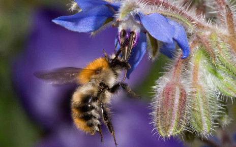Climate change could turn bumblebees into picky eaters