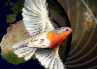 We may finally know how migrating birds sense Earth's magnetic field