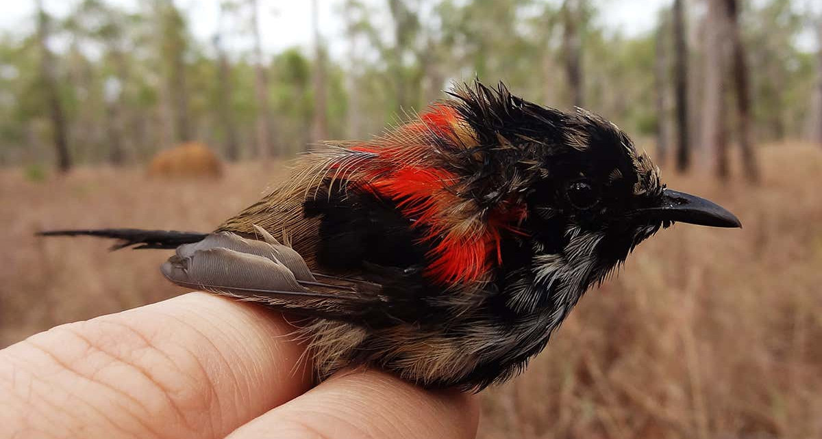 Male birds’ feathers become duller when wildfires burn their habitats
