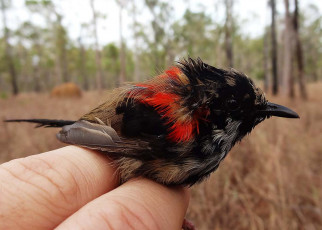Male birds’ feathers become duller when wildfires burn their habitats
