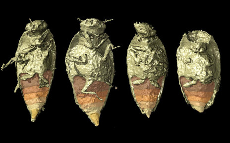 Ancient beetle species discovered in 230-million-year-old reptile dung