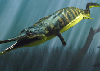 Some early land-dwelling amphibians evolved back into aquatic species