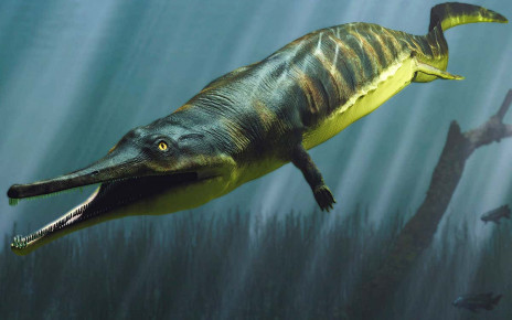 Some early land-dwelling amphibians evolved back into aquatic species