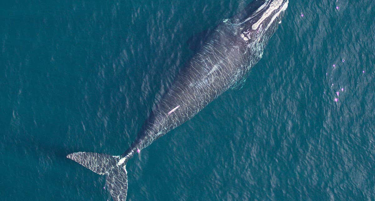 Right whales born in 1981 grew a metre longer than they do today