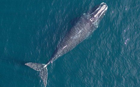 Right whales born in 1981 grew a metre longer than they do today