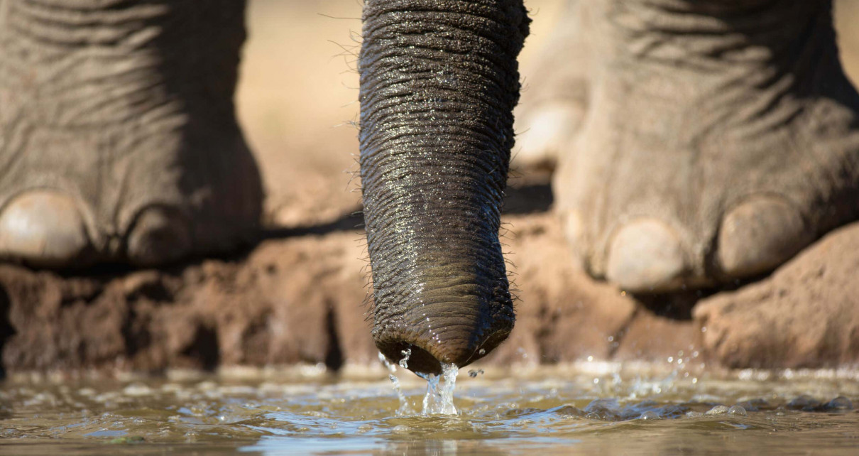 Elephant trunks suck up water at speeds of 540 kilometres per hour