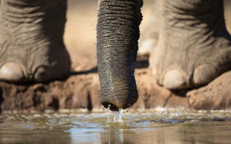 Elephant trunks suck up water at speeds of 540 kilometres per hour