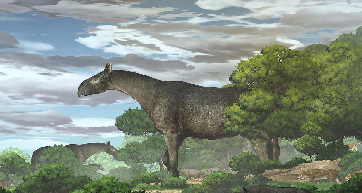 Giant rhino unearthed in China was one of largest mammals ever to live