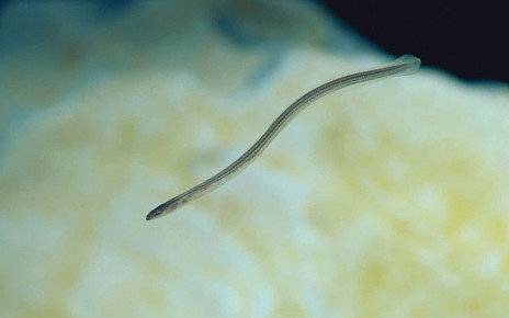 Young eels escape from the mouths of fish by wriggling out the gills