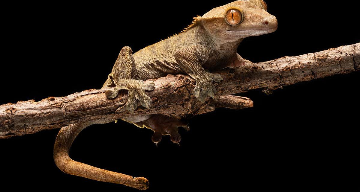 Some geckos can use their tail as a ‘fifth foot’ to cling to walls