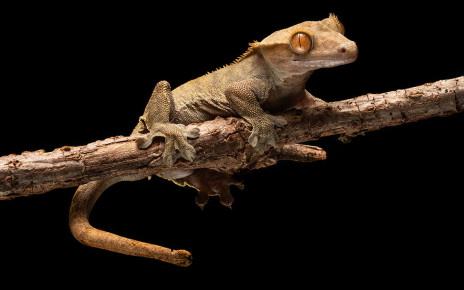 Some geckos can use their tail as a ‘fifth foot’ to cling to walls