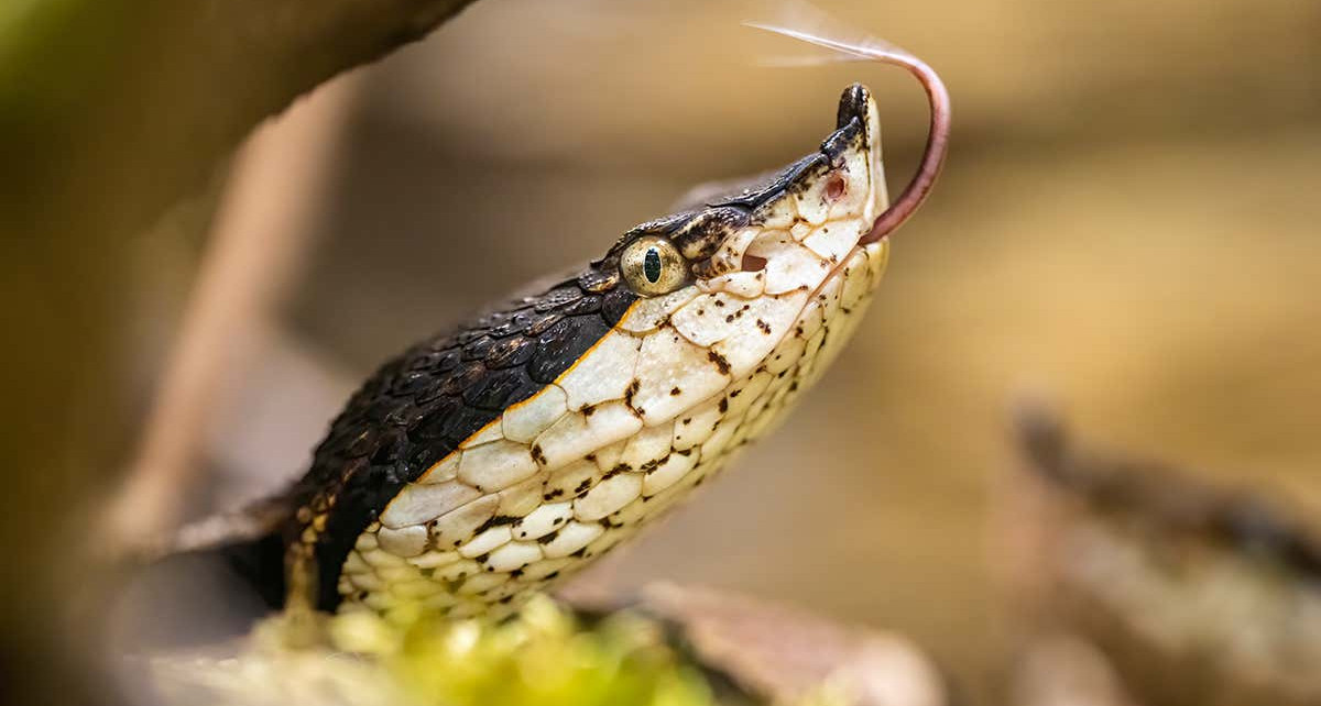 Snakes know how much venom they have and won't attack if running low