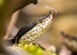 Snakes know how much venom they have and won't attack if running low
