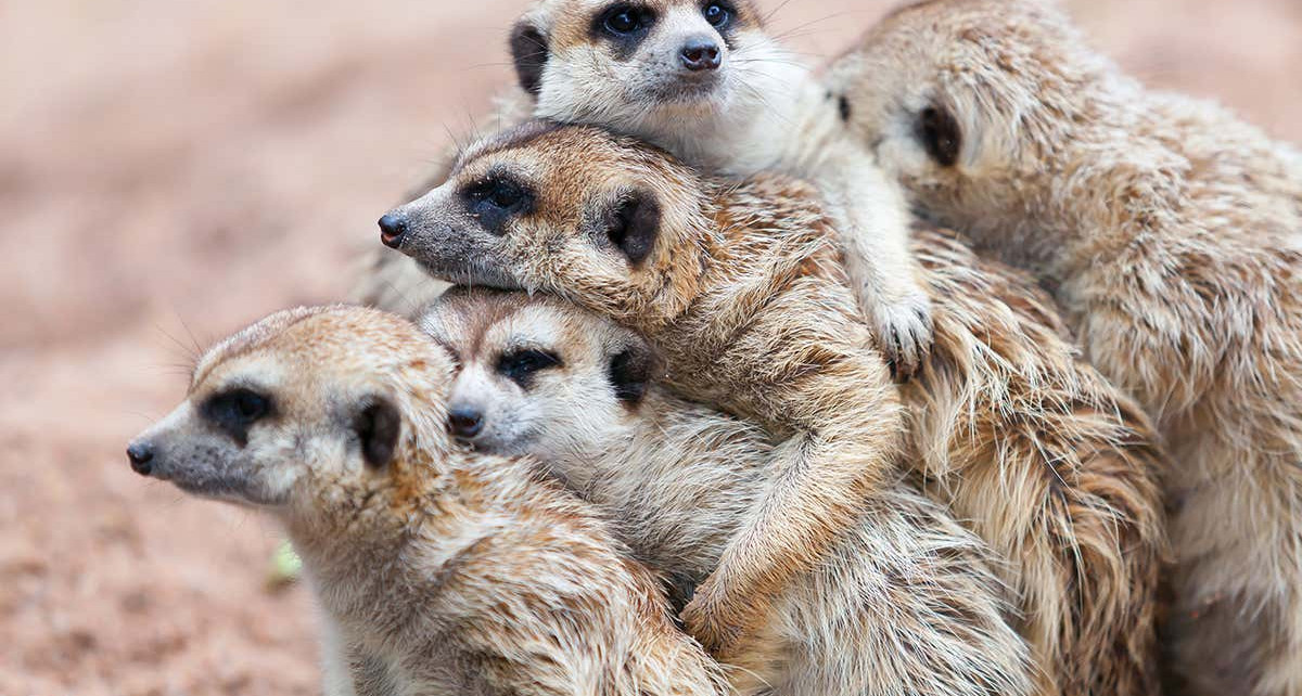 Meerkats in zoos don’t put as much effort into social niceties