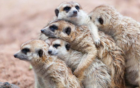 Meerkats in zoos don’t put as much effort into social niceties