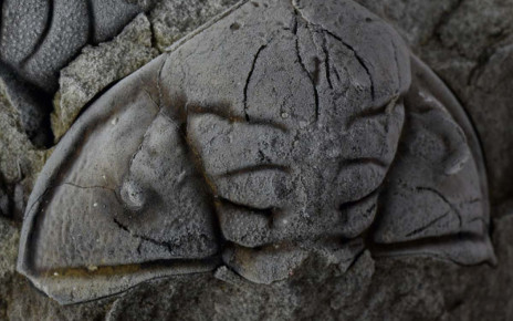 Trilobite fossil shows it was attacked by a human-sized sea scorpion
