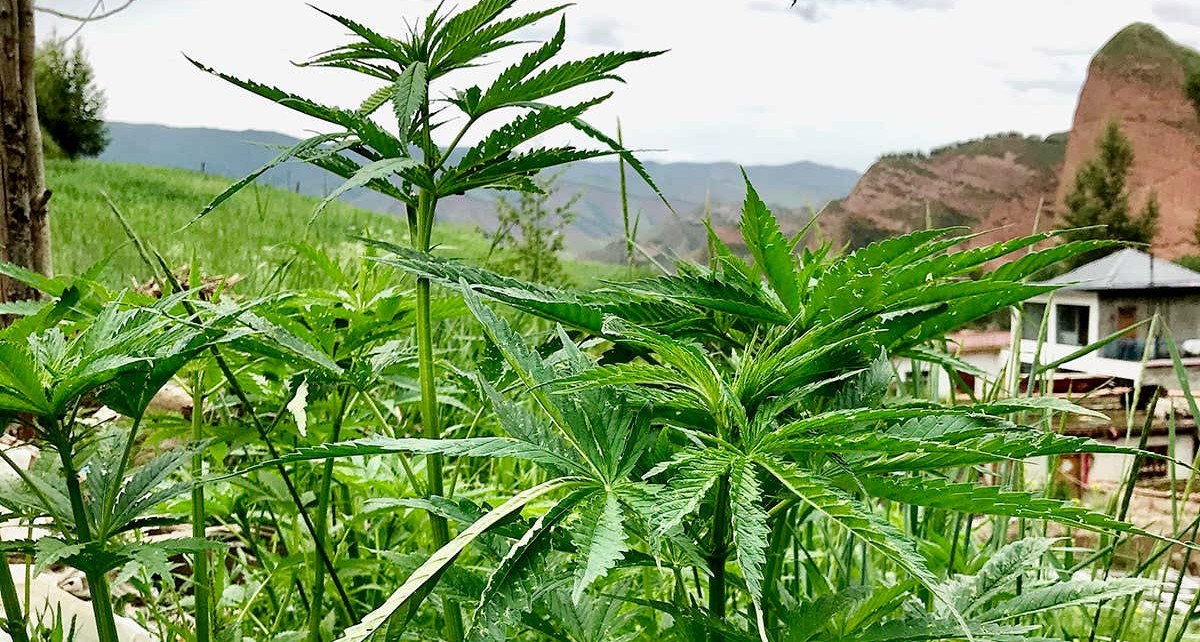Cannabis was domesticated in north-west China around 12,000 years ago