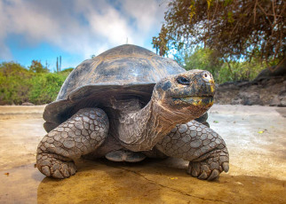 Galapagos tortoises use their self-destructing cells to avoid cancer