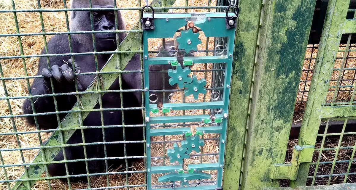 Meet the puzzle-solving gorillas shedding light on how speech evolved