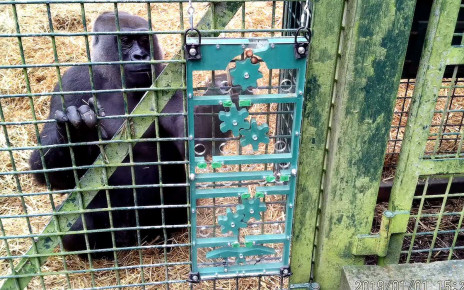 Meet the puzzle-solving gorillas shedding light on how speech evolved