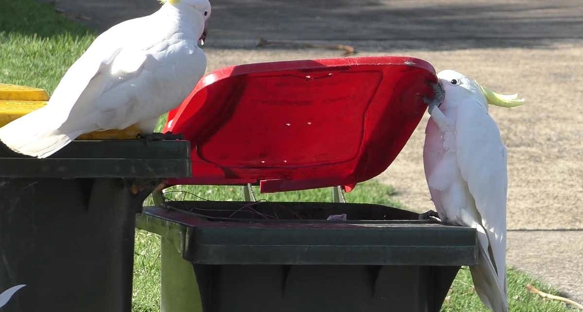 Cockatoos are figuring out how to open bins by copying each other
