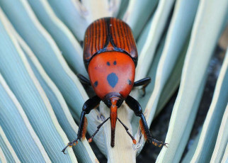 Essential oils help to stop invasive beetles from eating palm trees