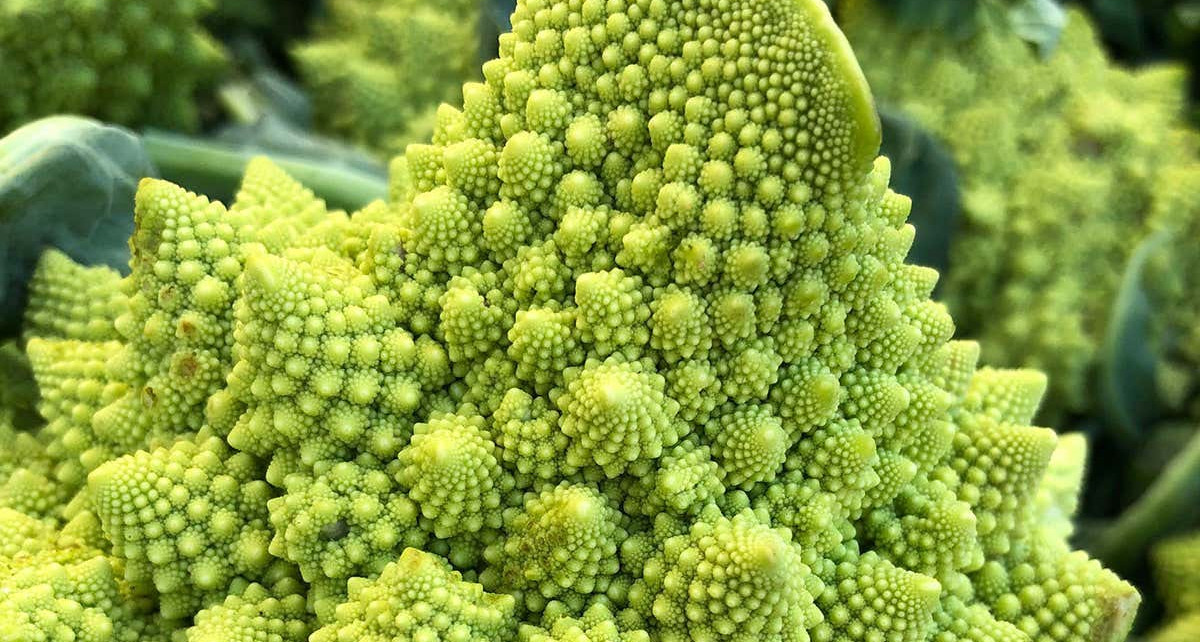 Weird fractal Romanesco cauliflowers start life as failed flowers