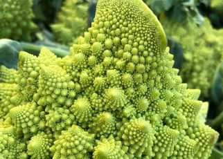 Weird fractal Romanesco cauliflowers start life as failed flowers