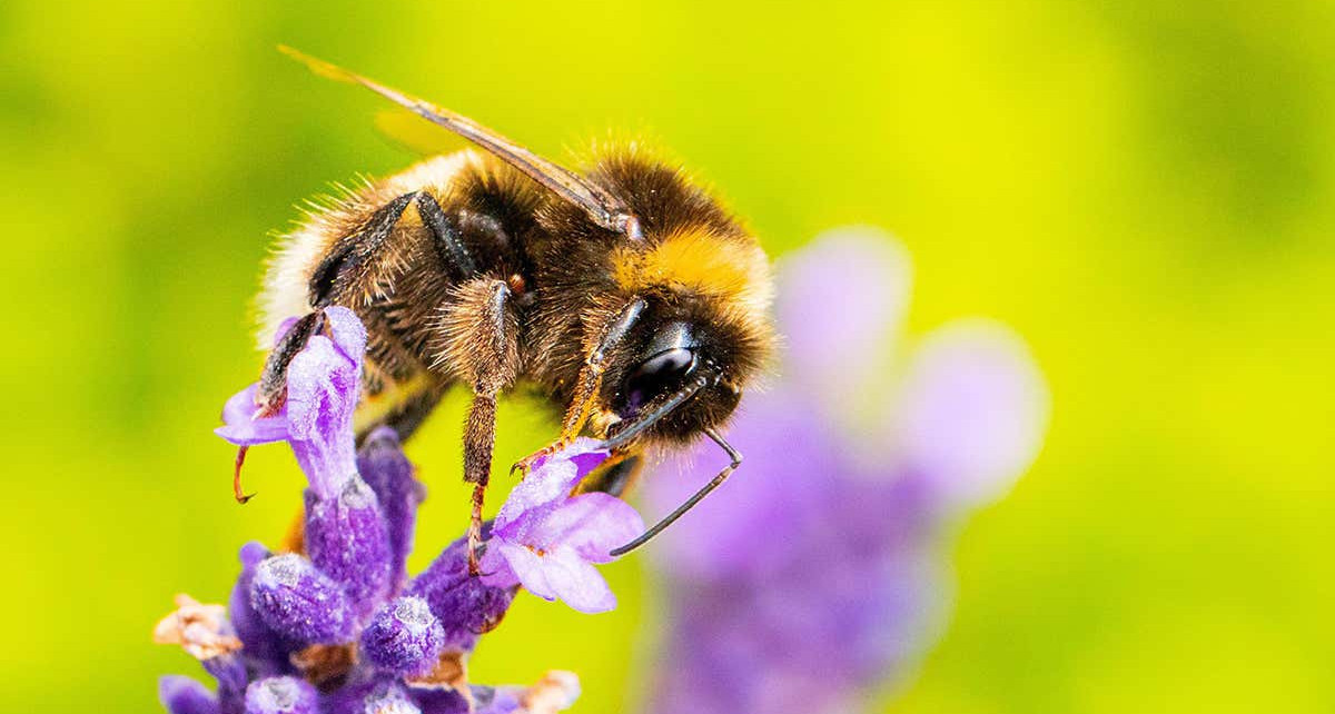 Caffeine-fuelled bumblebees are better at foraging for nectar